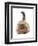 Domestic Cat, Golden Persian, kitten, laying-Chris Brignell-Framed Premium Photographic Print