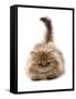 Domestic Cat, Golden Persian, kitten, laying-Chris Brignell-Framed Stretched Canvas