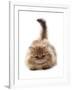 Domestic Cat, Golden Persian, kitten, laying-Chris Brignell-Framed Photographic Print