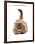 Domestic Cat, Golden Persian, kitten, laying-Chris Brignell-Framed Photographic Print