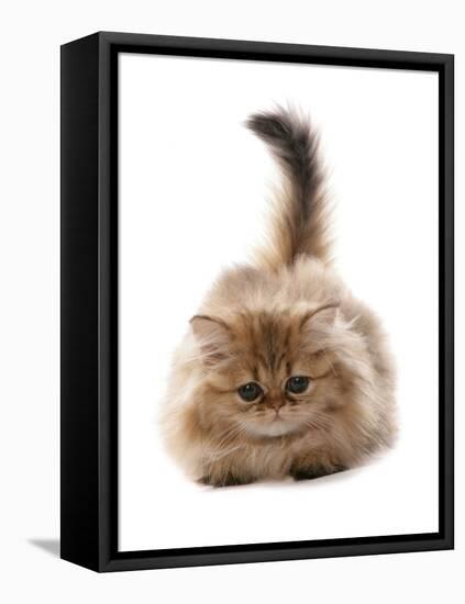 Domestic Cat, Golden Persian, kitten, laying-Chris Brignell-Framed Stretched Canvas