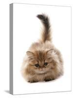 Domestic Cat, Golden Persian, kitten, laying-Chris Brignell-Stretched Canvas