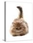Domestic Cat, Golden Persian, kitten, laying-Chris Brignell-Stretched Canvas