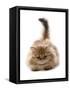 Domestic Cat, Golden Persian, kitten, laying-Chris Brignell-Framed Stretched Canvas