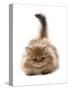 Domestic Cat, Golden Persian, kitten, laying-Chris Brignell-Stretched Canvas