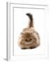 Domestic Cat, Golden Persian, kitten, laying-Chris Brignell-Framed Photographic Print