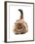 Domestic Cat, Golden Persian, kitten, laying-Chris Brignell-Framed Photographic Print