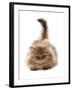 Domestic Cat, Golden Persian, kitten, laying-Chris Brignell-Framed Photographic Print