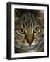 Domestic Cat, Head Portrait of Tabby-Jane Burton-Framed Photographic Print