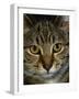 Domestic Cat, Head Portrait of Tabby-Jane Burton-Framed Photographic Print