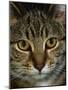 Domestic Cat, Head Portrait of Tabby-Jane Burton-Mounted Photographic Print