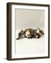 Domestic Cat, Holds Down 6-Week Kitten to Lick Her Clean, While Another Plays with Her Tail-Jane Burton-Framed Photographic Print
