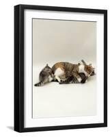 Domestic Cat, Holds Down 6-Week Kitten to Lick Her Clean, While Another Plays with Her Tail-Jane Burton-Framed Photographic Print