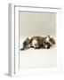 Domestic Cat, Holds Down 6-Week Kitten to Lick Her Clean, While Another Plays with Her Tail-Jane Burton-Framed Photographic Print