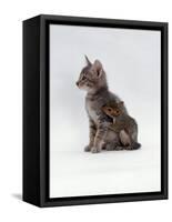 Domestic Cat, Interacting with Baby Grey Squirrel-Jane Burton-Framed Stretched Canvas