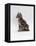 Domestic Cat, Interacting with Baby Grey Squirrel-Jane Burton-Framed Stretched Canvas