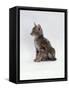 Domestic Cat, Interacting with Baby Grey Squirrel-Jane Burton-Framed Stretched Canvas