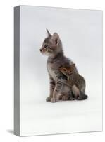 Domestic Cat, Interacting with Baby Grey Squirrel-Jane Burton-Stretched Canvas