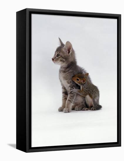 Domestic Cat, Interacting with Baby Grey Squirrel-Jane Burton-Framed Stretched Canvas