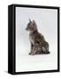 Domestic Cat, Interacting with Baby Grey Squirrel-Jane Burton-Framed Stretched Canvas