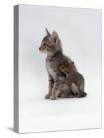 Domestic Cat, Interacting with Baby Grey Squirrel-Jane Burton-Stretched Canvas