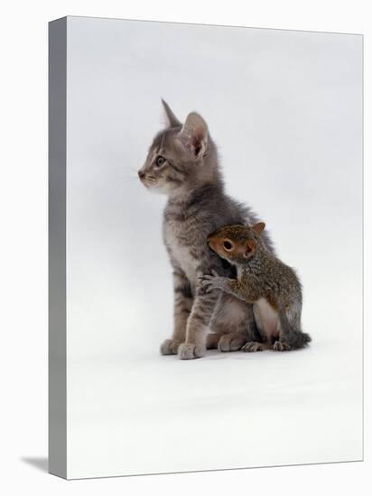 Domestic Cat, Interacting with Baby Grey Squirrel-Jane Burton-Stretched Canvas