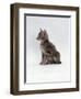 Domestic Cat, Interacting with Baby Grey Squirrel-Jane Burton-Framed Premium Photographic Print