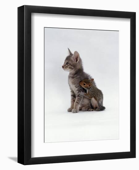 Domestic Cat, Interacting with Baby Grey Squirrel-Jane Burton-Framed Premium Photographic Print