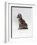 Domestic Cat, Interacting with Baby Grey Squirrel-Jane Burton-Framed Premium Photographic Print