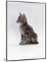 Domestic Cat, Interacting with Baby Grey Squirrel-Jane Burton-Mounted Premium Photographic Print