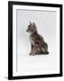 Domestic Cat, Interacting with Baby Grey Squirrel-Jane Burton-Framed Photographic Print