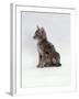 Domestic Cat, Interacting with Baby Grey Squirrel-Jane Burton-Framed Photographic Print