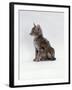 Domestic Cat, Interacting with Baby Grey Squirrel-Jane Burton-Framed Photographic Print