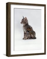 Domestic Cat, Interacting with Baby Grey Squirrel-Jane Burton-Framed Photographic Print