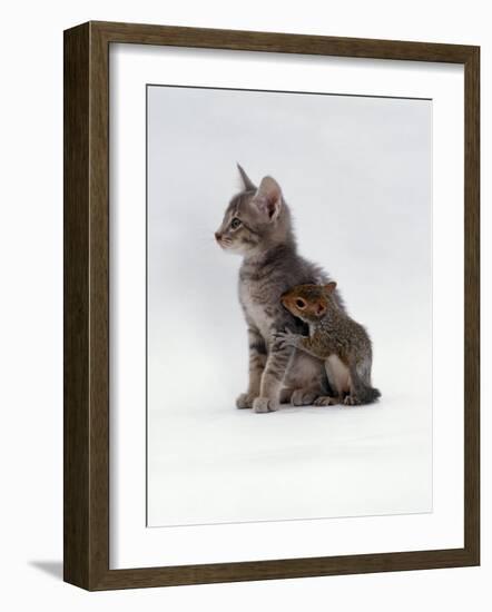 Domestic Cat, Interacting with Baby Grey Squirrel-Jane Burton-Framed Photographic Print