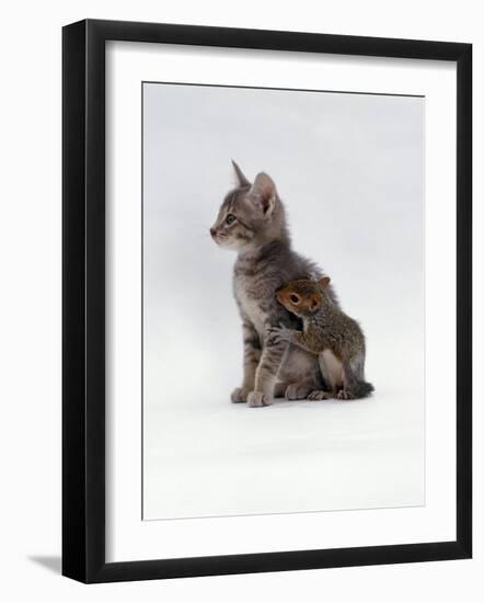 Domestic Cat, Interacting with Baby Grey Squirrel-Jane Burton-Framed Photographic Print