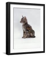 Domestic Cat, Interacting with Baby Grey Squirrel-Jane Burton-Framed Photographic Print