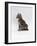 Domestic Cat, Interacting with Baby Grey Squirrel-Jane Burton-Framed Photographic Print