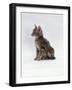 Domestic Cat, Interacting with Baby Grey Squirrel-Jane Burton-Framed Photographic Print