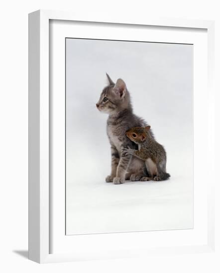 Domestic Cat, Interacting with Baby Grey Squirrel-Jane Burton-Framed Photographic Print