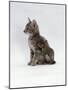 Domestic Cat, Interacting with Baby Grey Squirrel-Jane Burton-Mounted Photographic Print