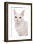 Domestic Cat, Khao Manee, adult female, close-up of head-Chris Brignell-Framed Photographic Print