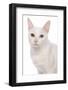 Domestic Cat, Khao Manee, adult female, close-up of head-Chris Brignell-Framed Photographic Print