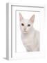 Domestic Cat, Khao Manee, adult female, close-up of head-Chris Brignell-Framed Photographic Print