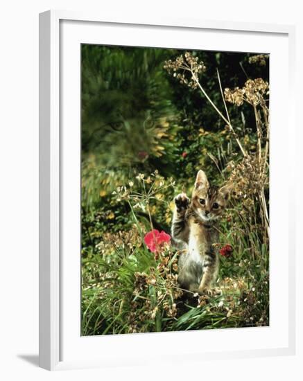 Domestic Cat Kitten in Flower Field-Jane Burton-Framed Photographic Print