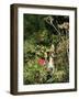 Domestic Cat Kitten in Flower Field-Jane Burton-Framed Photographic Print