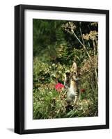 Domestic Cat Kitten in Flower Field-Jane Burton-Framed Photographic Print