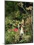 Domestic Cat Kitten in Flower Field-Jane Burton-Mounted Photographic Print