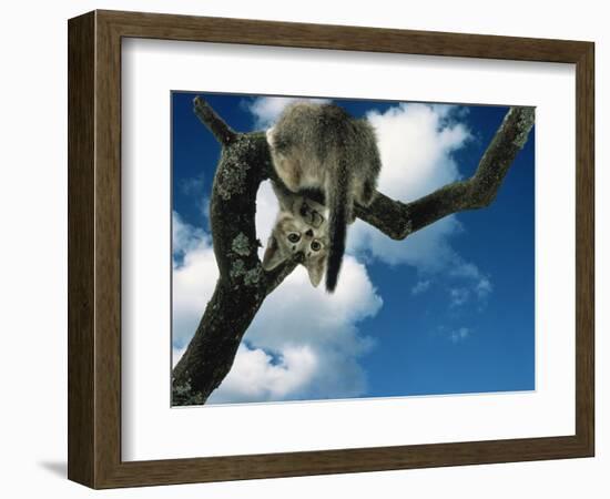 Domestic Cat, Kitten Looking Down from Branch-Jane Burton-Framed Premium Photographic Print