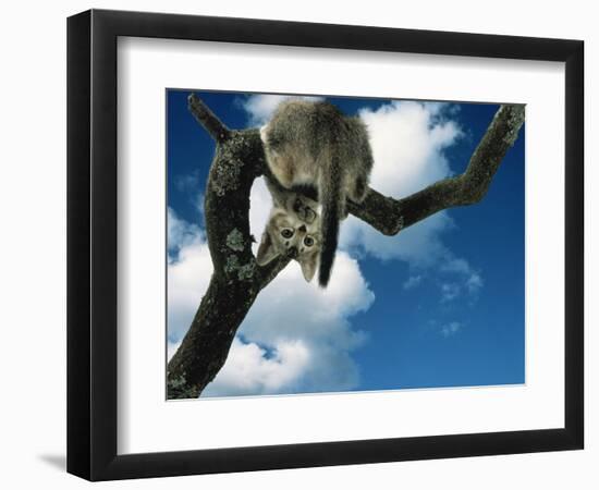 Domestic Cat, Kitten Looking Down from Branch-Jane Burton-Framed Premium Photographic Print